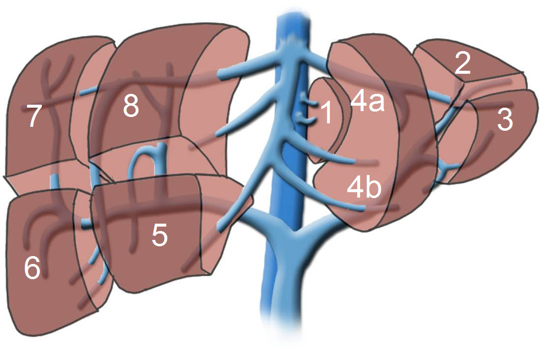 About the Liver | UCSF Surgical Oncology